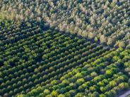 Aerial Photo Tree Nursery – On site tree nursery, 17 species, over 10,000 trees