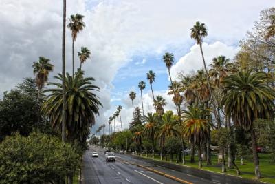 Street lined with trees